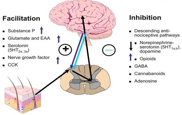 Brain pathways for pain